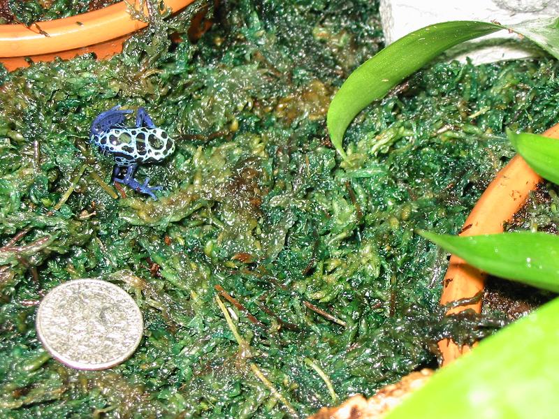 Baby Azureus