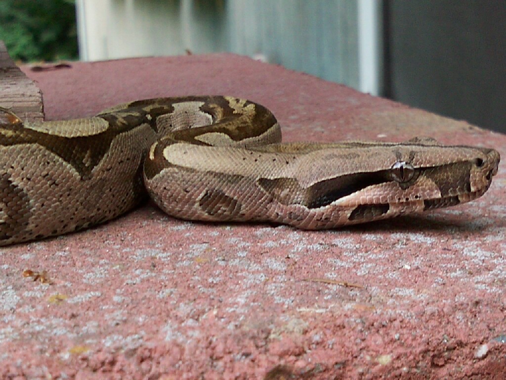 08 Suri female 3