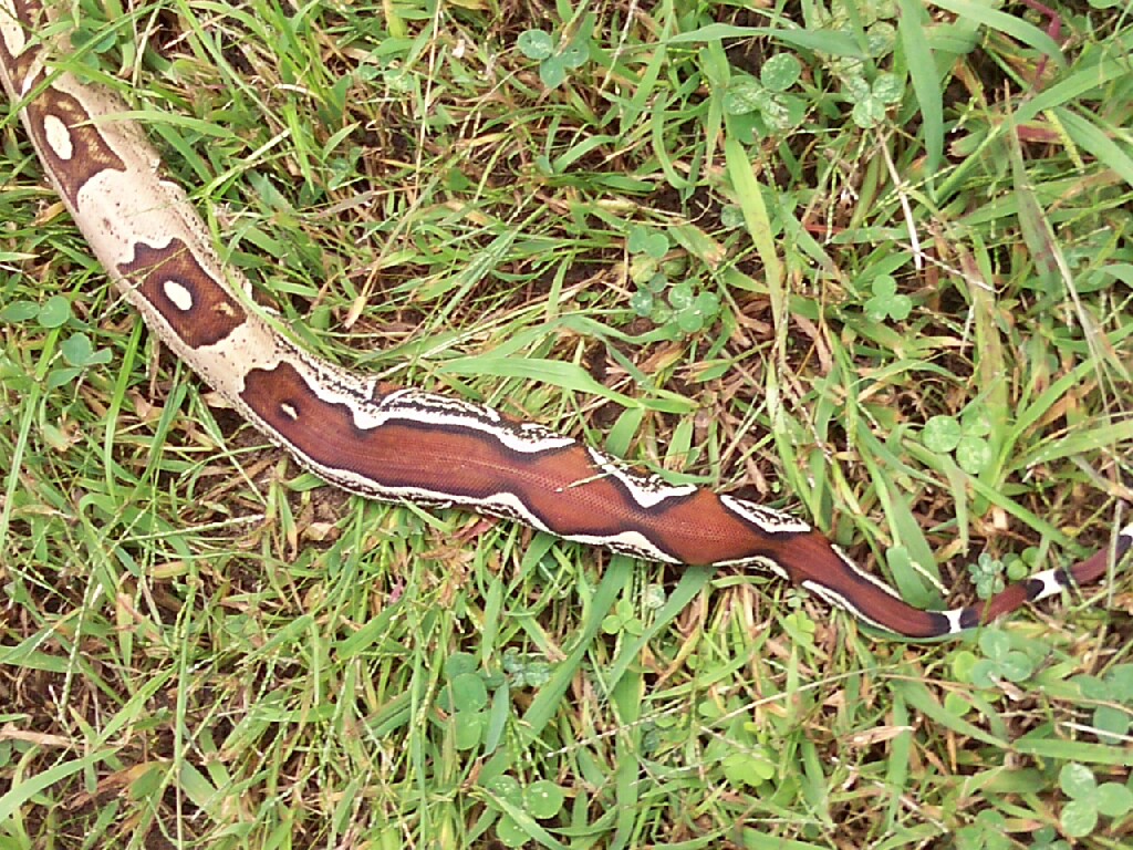 08 Suri female 5