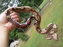 08 Suri female 7