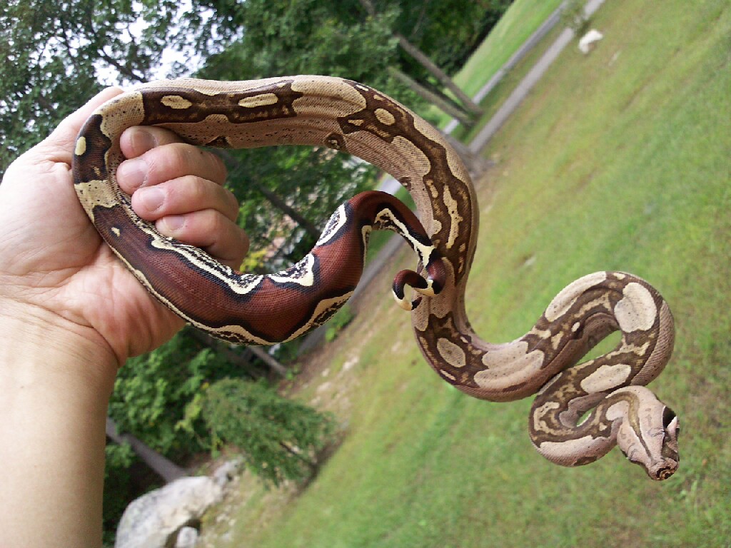 08 Suri female 7