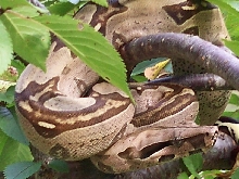 08 Suri female 9