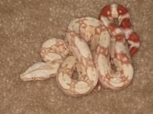 09 Albino Suri male 1