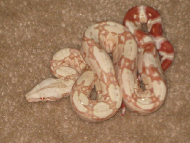 09 Albino Suri male 1