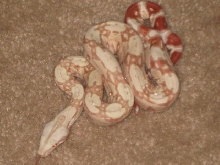 09 Albino Suri male 2