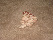 09 Albino Suri male 3
