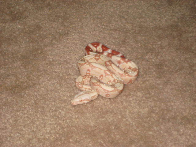 09 Albino Suri male 3