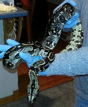 Longicauda male