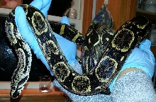 Longicauda male