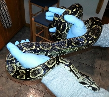 Longicauda male