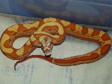 Sunglow Motley Male (Burke)