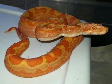 Sunglow Motley Female (Burke)
