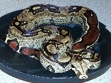 Suri female