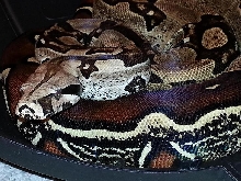 Suri female