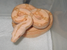 Arabesque Coral Albino M 08