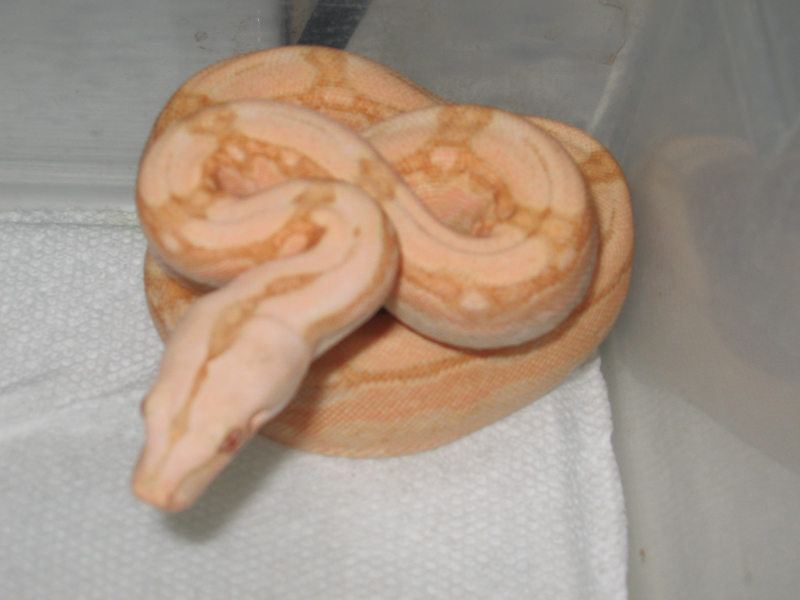 Arabesque Coral Albino M 08