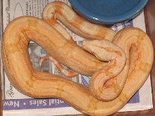 Arabesque Coral Albino M 08