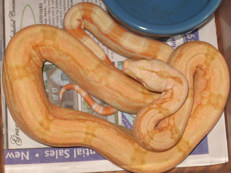 Arabesque Coral Albino M 08