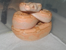 Arabesque Coral Albino M 08