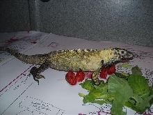 Yellow Spiny Tail
