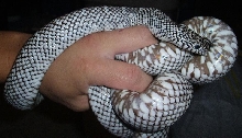 Male New England Axan. Brooksi