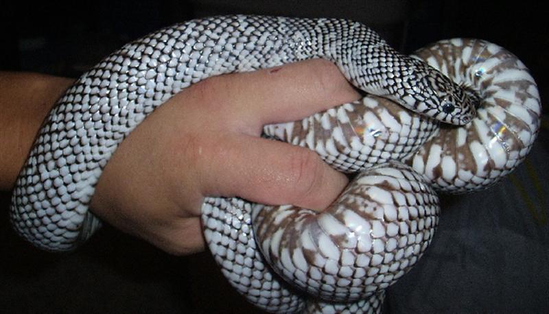 Male New England Axan. Brooksi