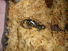 Sally Salamander