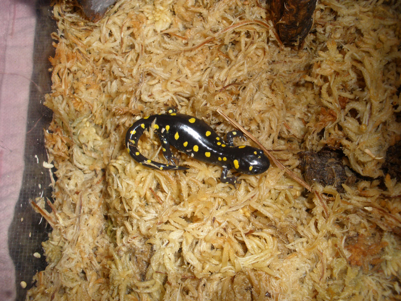 Sally Salamander