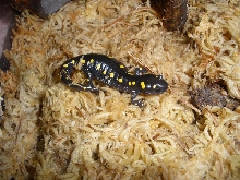 Sally Salamander