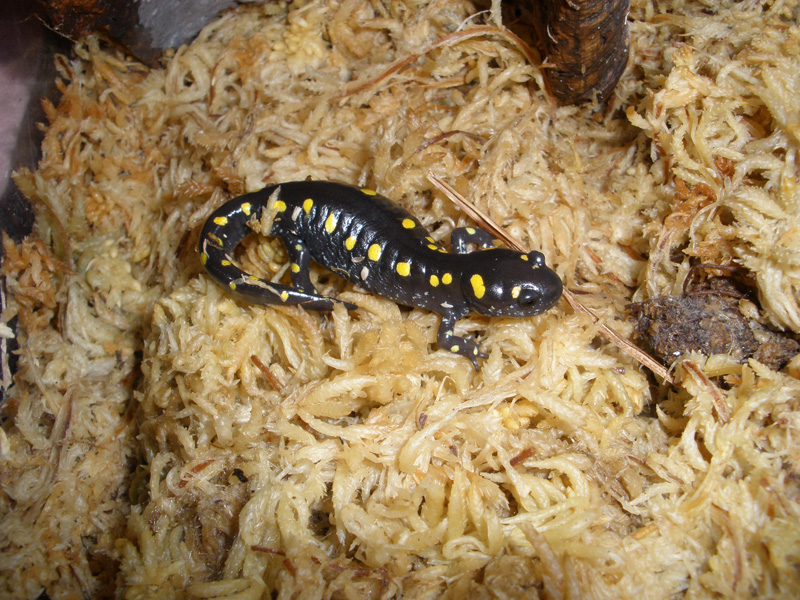 Sally Salamander