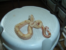 Albino reverse striped PK line