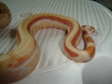 Albino reverse striped tail