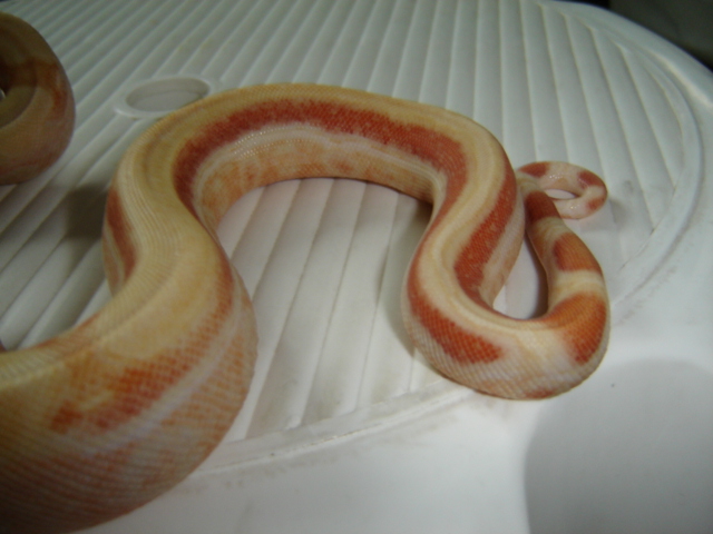 Albino reverse striped tail