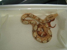 paradox albino