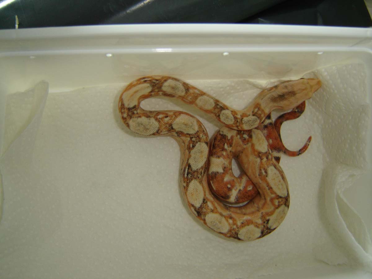 paradox albino