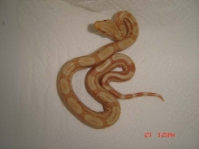 strange tail albino boa