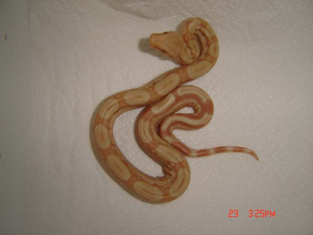 strange tail albino boa