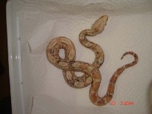 Paradox albino