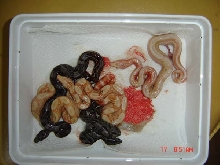 albino and 66% het albino