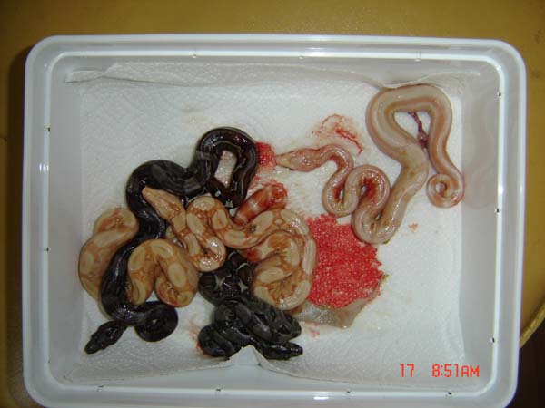 albino and 66% het albino