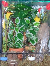 Phelsuma ornata terrarium!