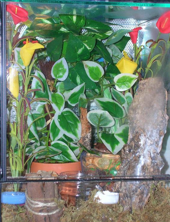 Phelsuma ornata terrarium!