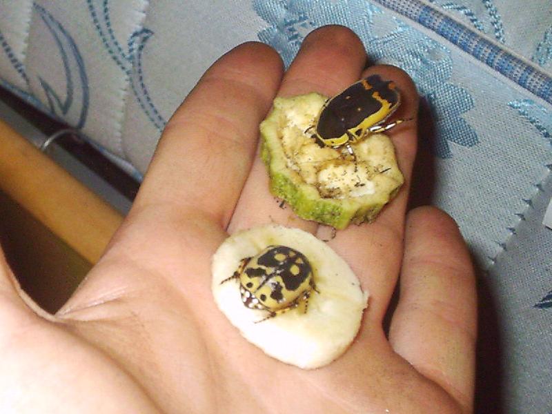 Pachnoda mix