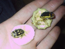 Pachnoda mix
