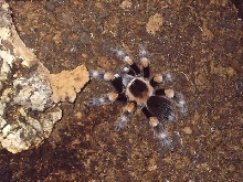 Brachypelma smithi