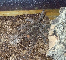 Theraphosa blondi