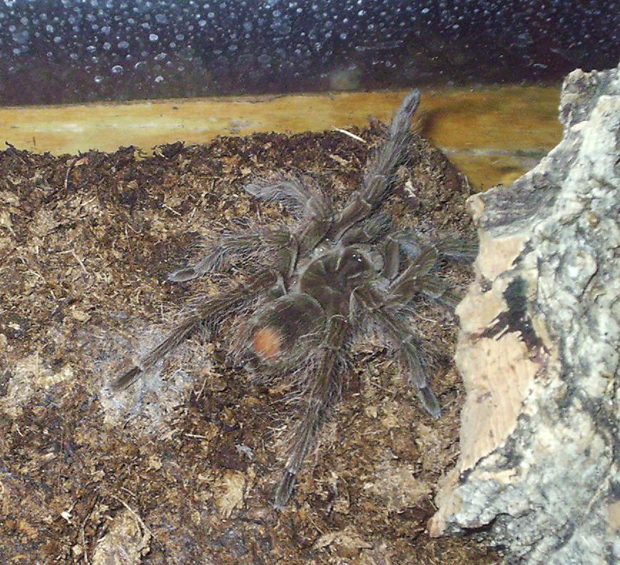 Theraphosa blondi