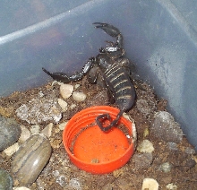 H. paucidens male