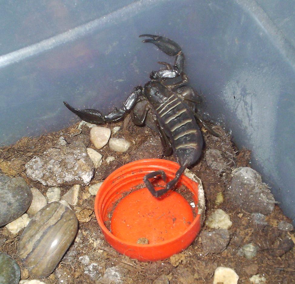 H. paucidens male