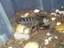 Hadogenes paucidens female